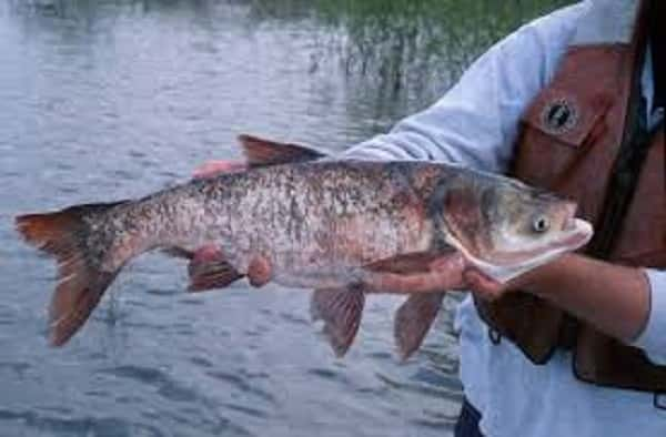 asian-carp