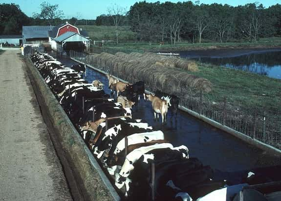 cafo-file-photo-from-indiana-news-service