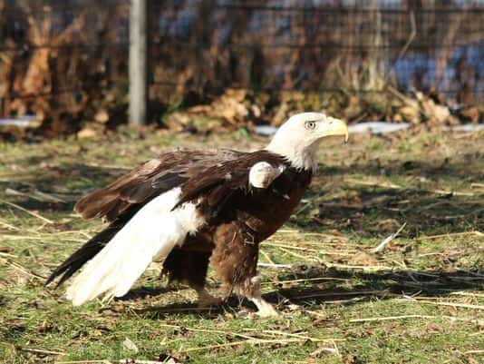 mr-america-eagle-now-at-detroit-zoo