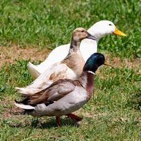 ducks-and-a-goose