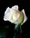 harris-white-rose