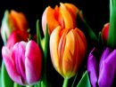 harris-tulips