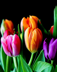 harris-tulips