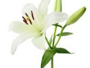 gill-white-flower