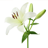 gill-white-flower