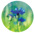 harris-blue-wildflower
