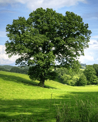 harris-single-tree