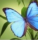 queen-lee-butterfly