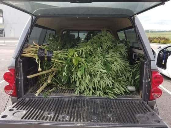 marijuana-plants-found-in-greene-county-on-september-13-2018