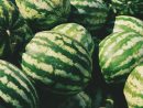 watermelons-unsplash