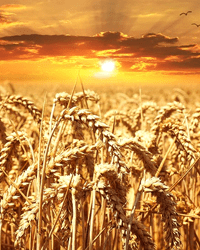 wheat2