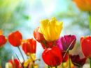 queen-lee-tulips