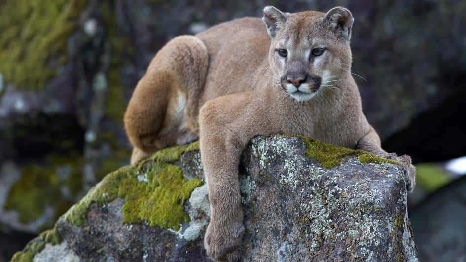 mountain-lion-on-rock-adapt_-945-1