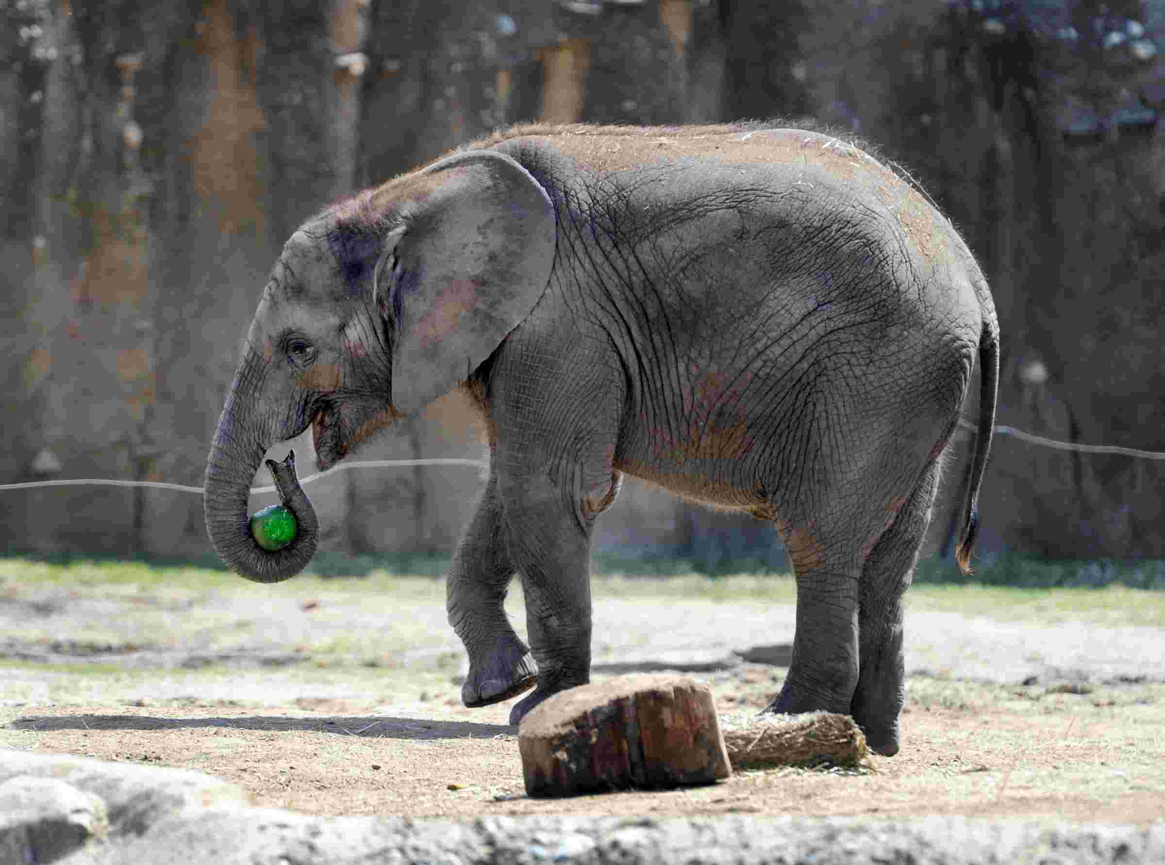 indy-zoo-elephant-dies