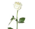 harris-white-rose-2