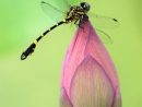 harris-dragon-fly-and-flower