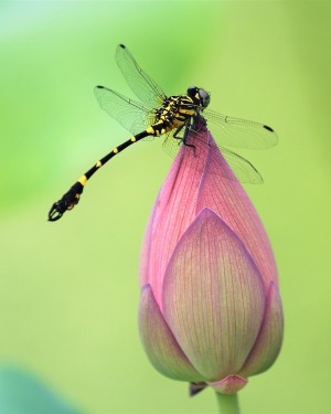 harris-dragon-fly-and-flower