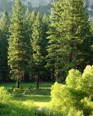 harris-pine-trees