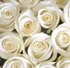 goodwin-white-flowers