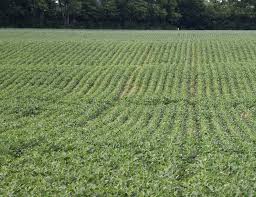 soybean-field