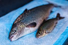 bioengineered-salmon