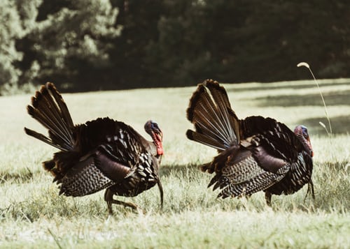 wild-turkeys-unsplash