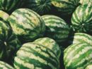 watermelons-unsplash-2