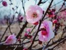 harris-funeral-home-blossom