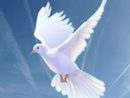 meng-family-funeral-home-dove