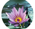 harris-funeral-home-water-lilly