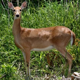 deer-doe-2
