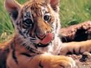 tiger-cub