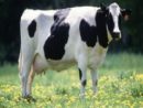 dairy-cow