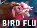 bird-flu-3