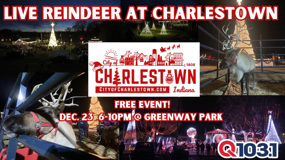 live-reindeer-at-christmas-in-charlestown-1