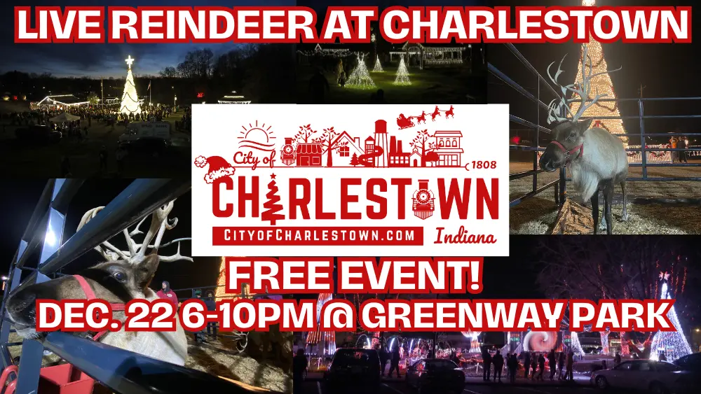live-reindeer-at-christmas-in-charlestown-3