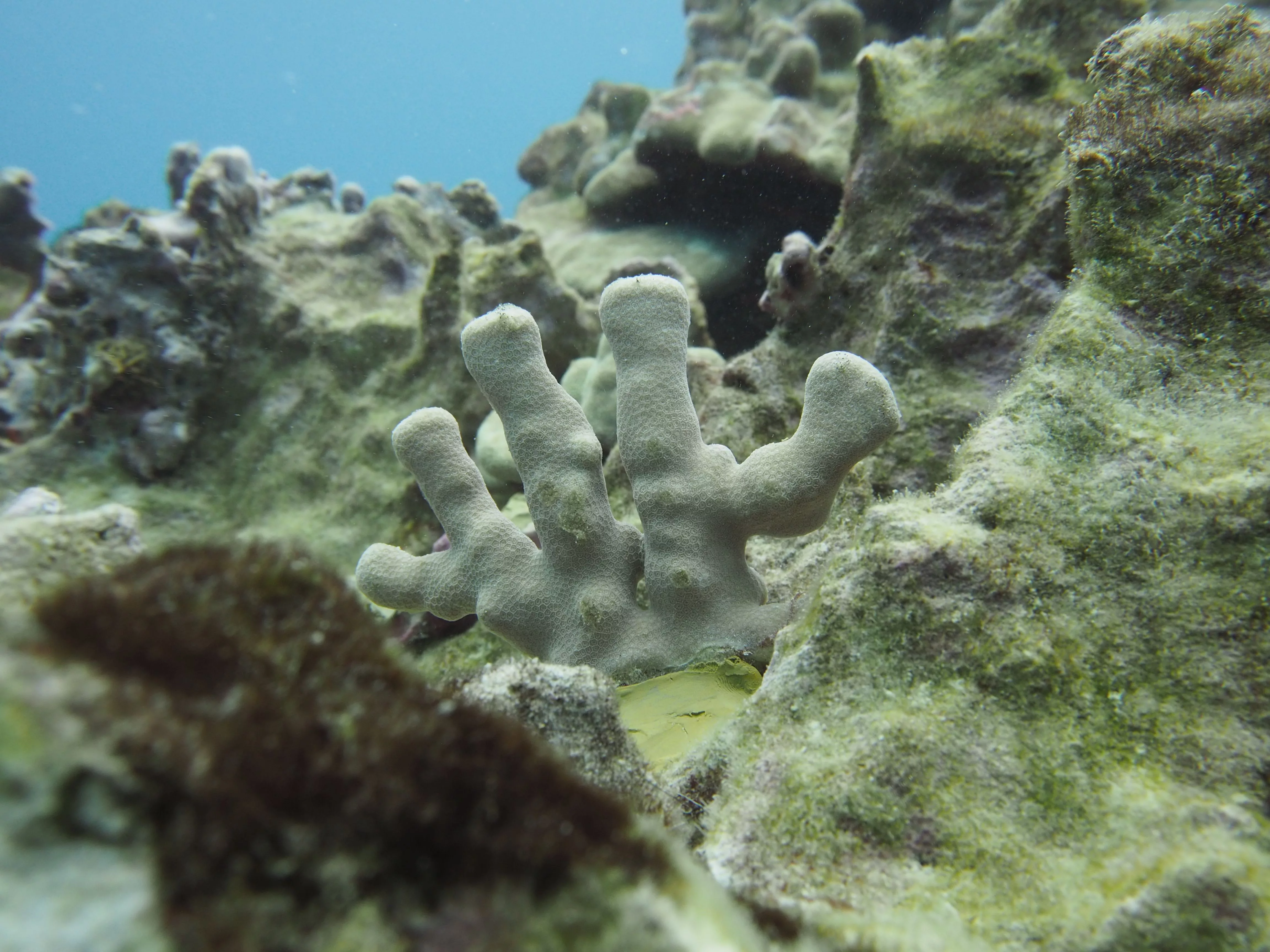 coral-dlnr-photo-jpeg-3