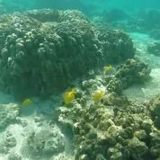 kahaluu-bay-coral-aug-2019-jpeg-3