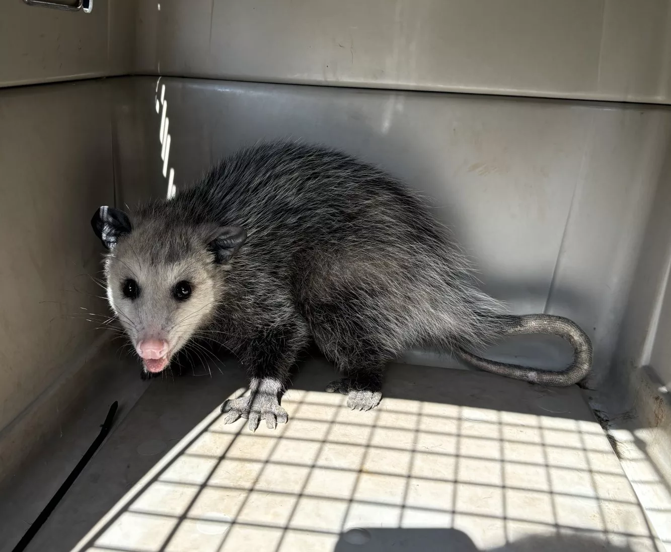 captured-opossum-8-20-24-jpg-3