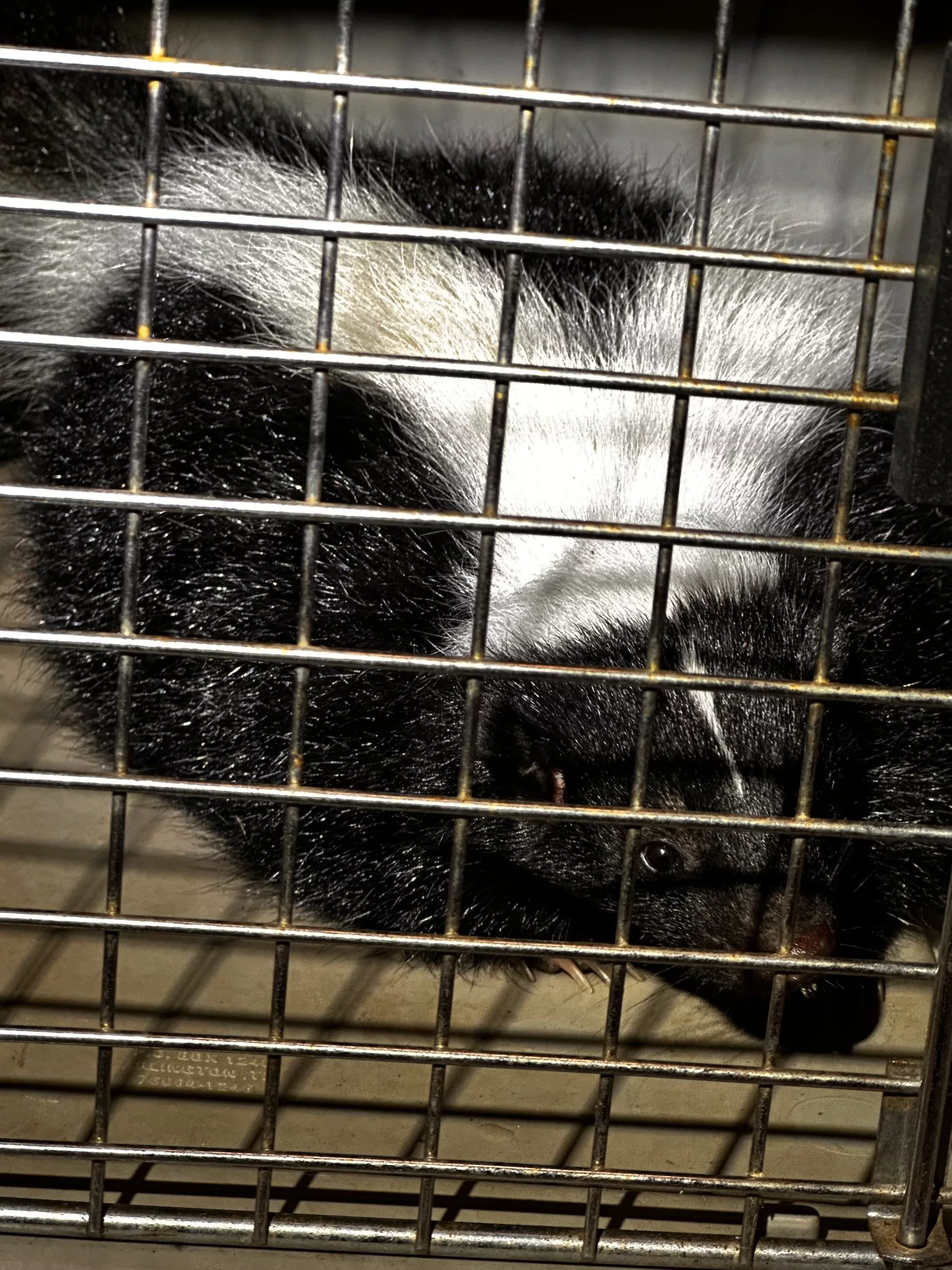 captured-skunk-department-of-agriculture-photo-jpeg-3