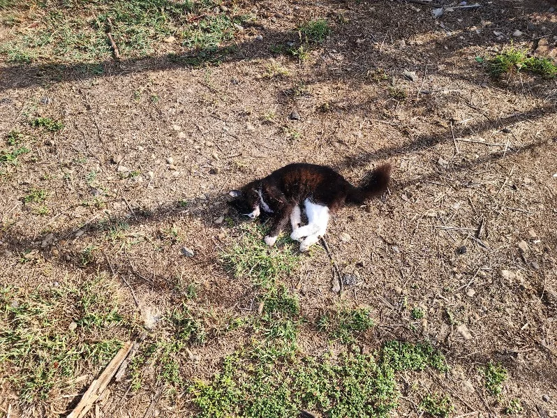 dead-feral-cat-dlnr-photo-jpg-3