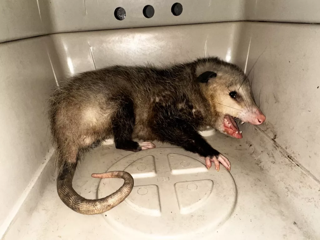 pq-kona-opossum-1-5-25-scaled-1-jpg-2