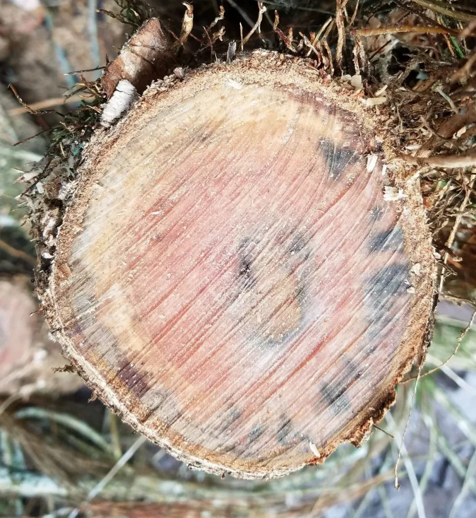 maui-rapid-ohia-maui-dlnr-huliohia-cookie_cropped-jpg-3