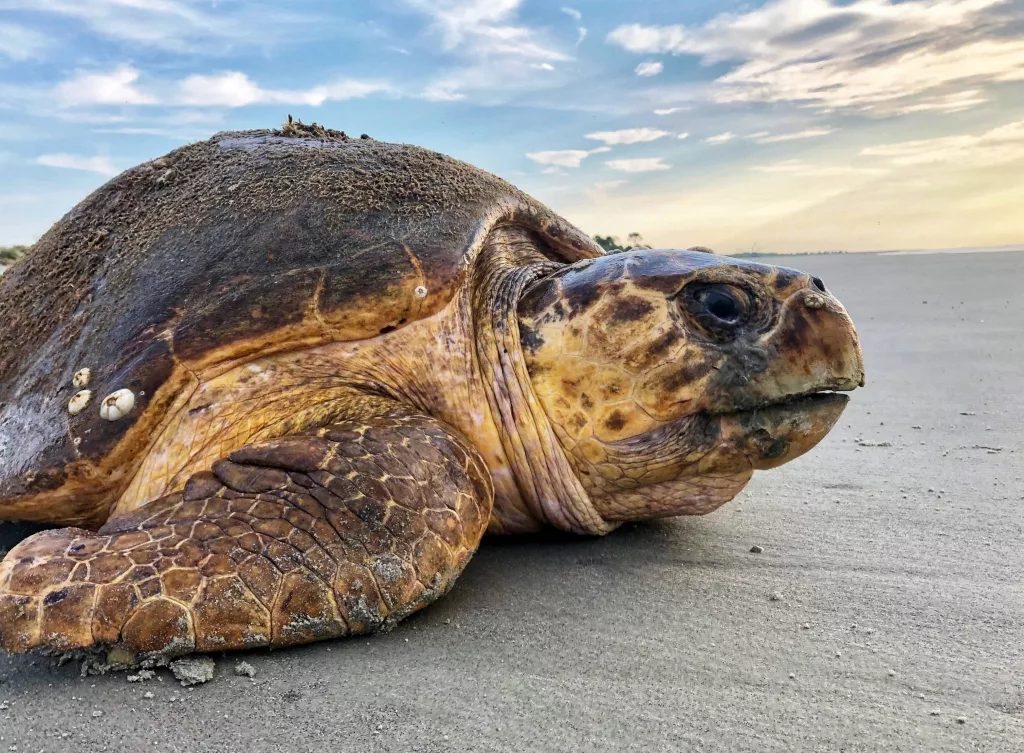 sea-turtle-ap-photo-jpeg-3