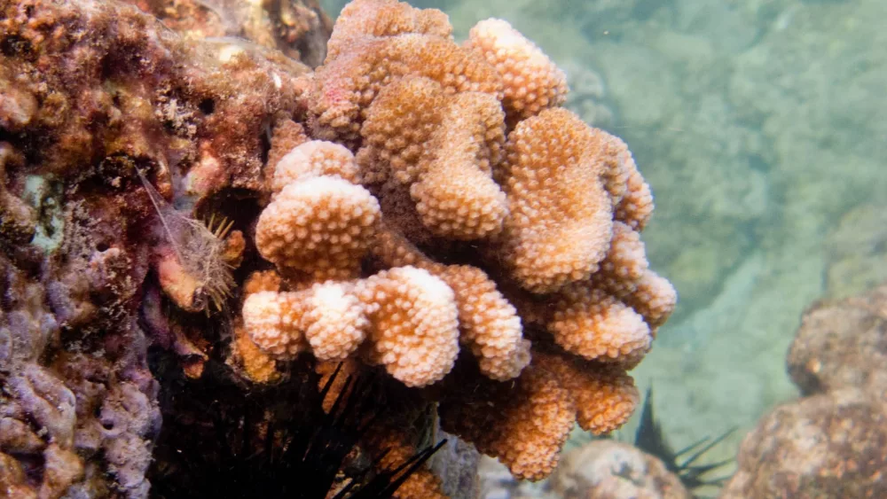 dar_klkramer_coral_spawning_dlnr-jpg-7