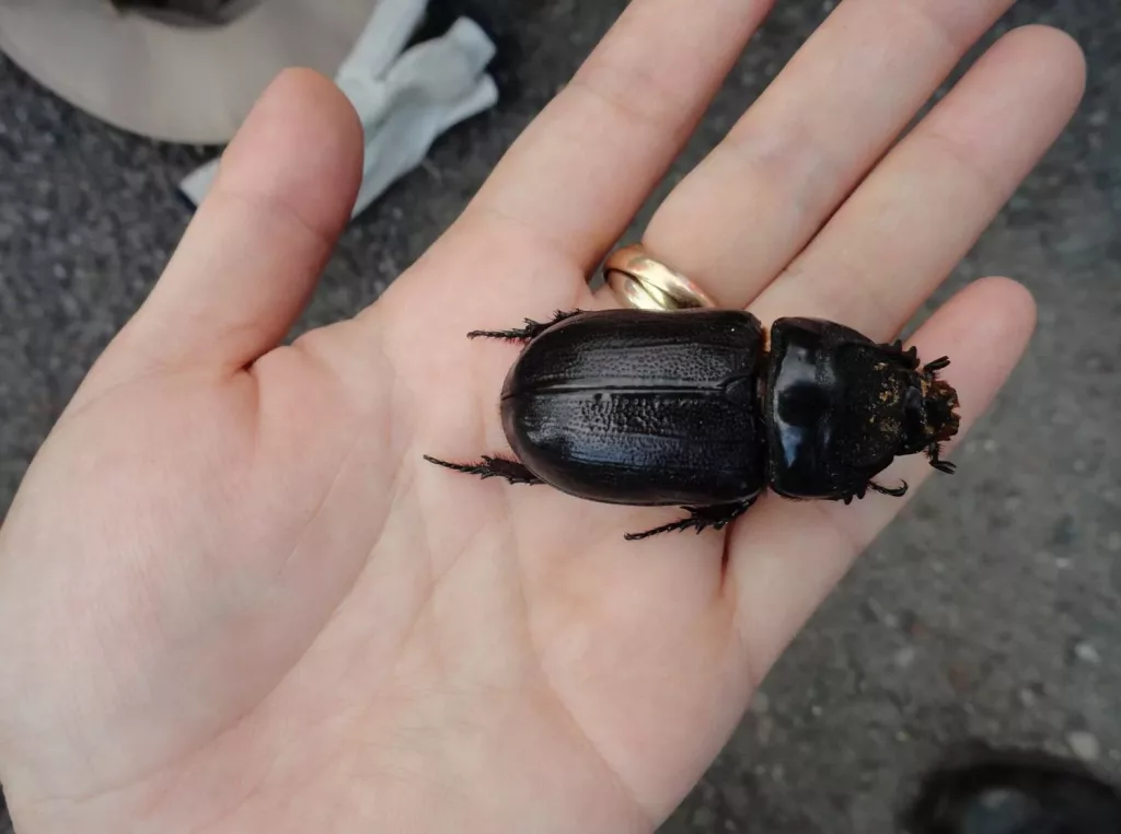 coconut-rhinocerous-beetle-dept-of-ag-picture-jpeg-14
