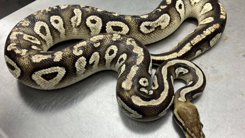 kaimuki-snake-dept-of-ag-photo-jpg-3