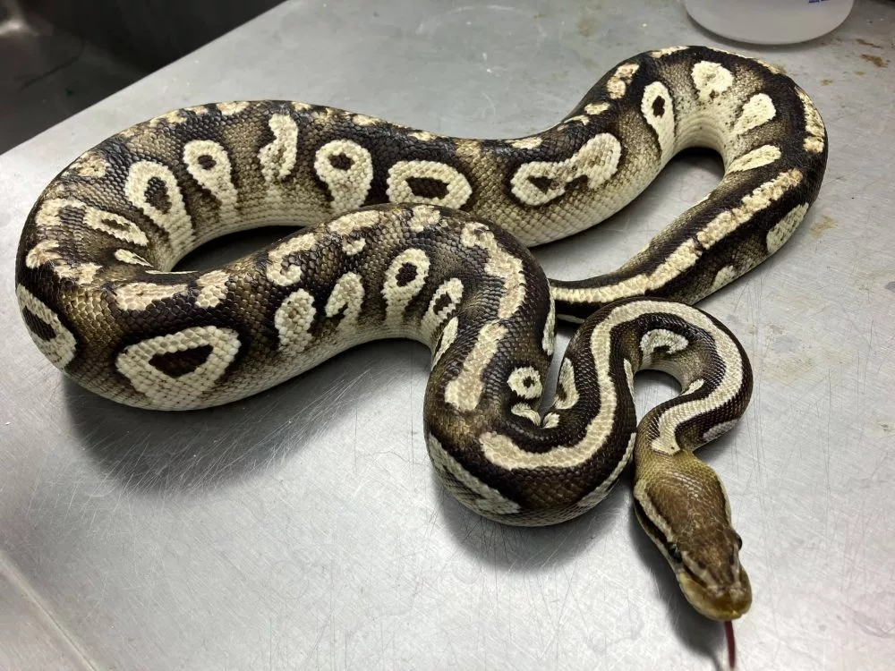 kaimuki-snake-dept-of-ag-photo-jpg-3