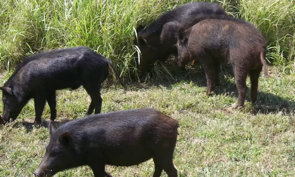 game-mammal-hunting-dlnr-photo-png-3