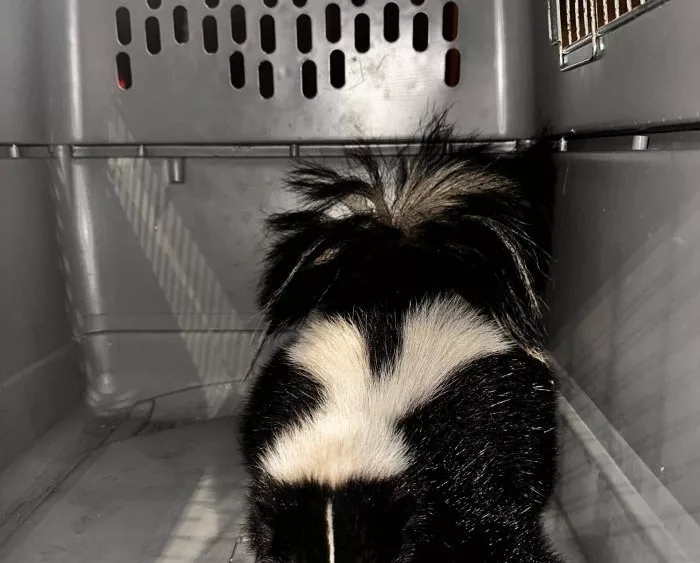 kakaako-skunk1-6-18-25-scaled-1-jpeg-3